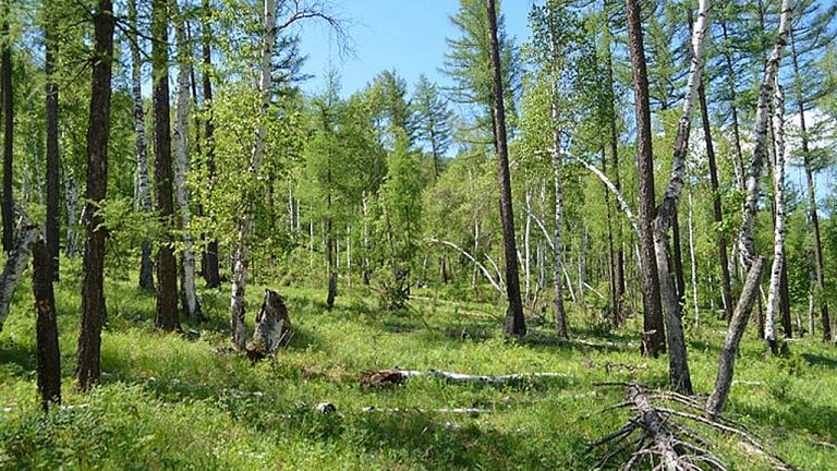 Saving Mongolian Forests with Finnish Expertise