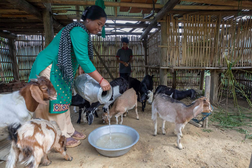 Sita, who recently acquired her very own piped water connection, now has farm animals to earn more income.