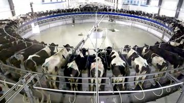 PRC-Sustainable Dairy Farming and Milk Safety