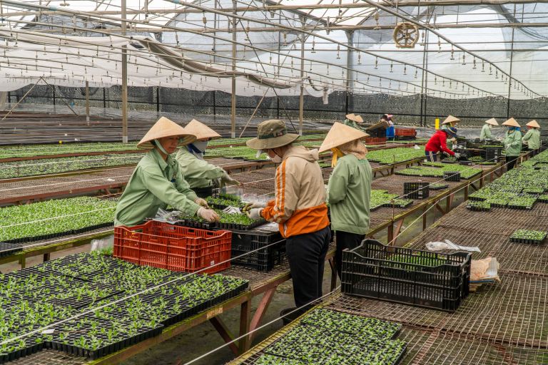 How Southeast Asia’s leading flower farm is changing women's lives in Central Highlands, Viet Nam