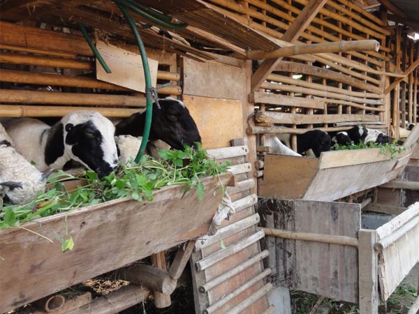 Goat breeding farm in West Java, Indonesia
