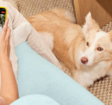 vet-telehealth-pet-pet health